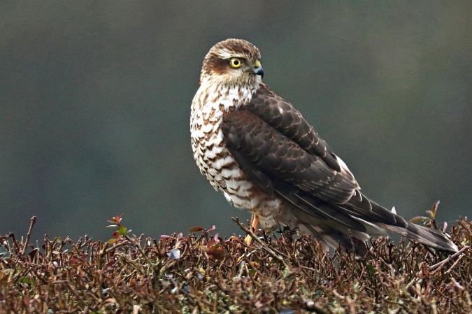 Bemerkung zur Beobachtung www.ornitho.de