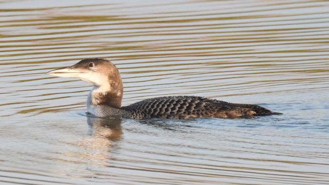 Bemerkung zur Beobachtung www.ornitho.de