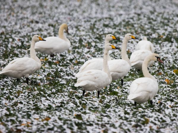 Bemerkung zur Beobachtung www.ornitho.de