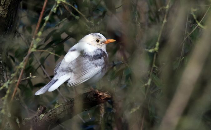 Amsel  - Rudolf Ziegler