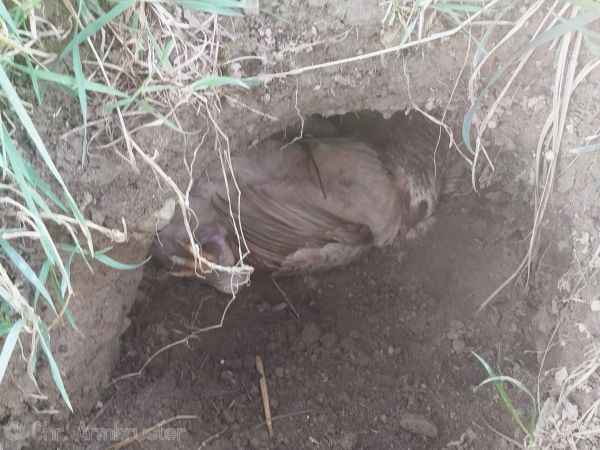 Bemerkung zur Beobachtung www.ornitho.de