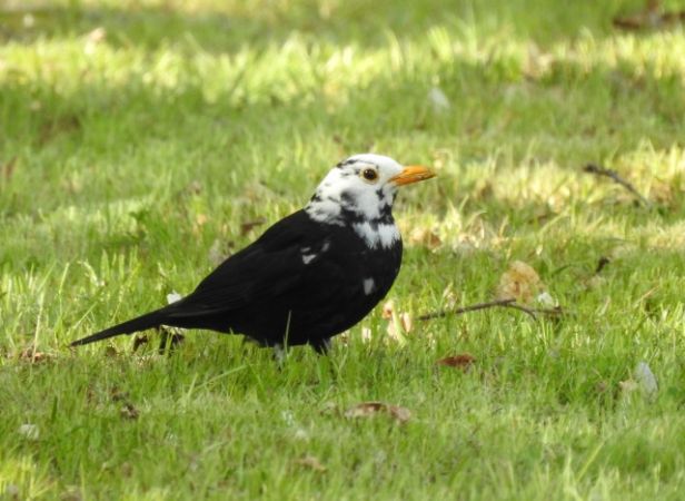 Amsel  - Michael Hörenz