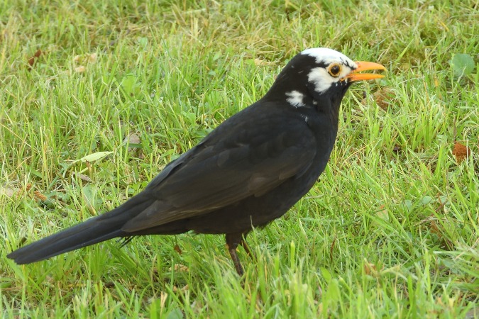 Amsel  - Stephan Gutjahr