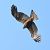 Black Kite  - Wolfram Pachalli