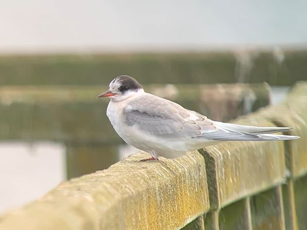 Küstenseeschwalbe  - Markus Güntner