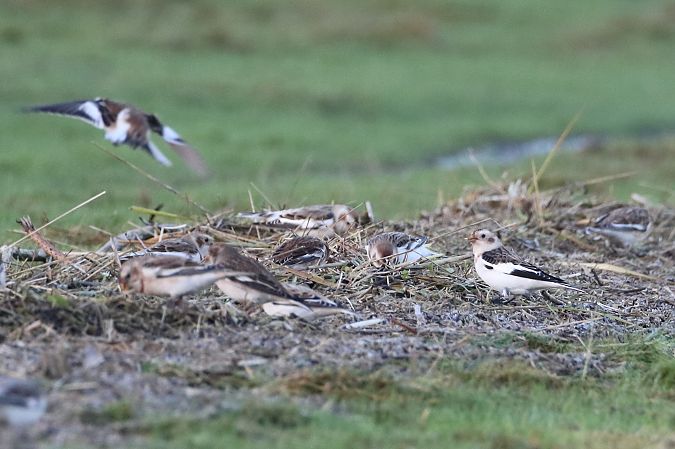 Schneeammer  - Tetiana Lavynska