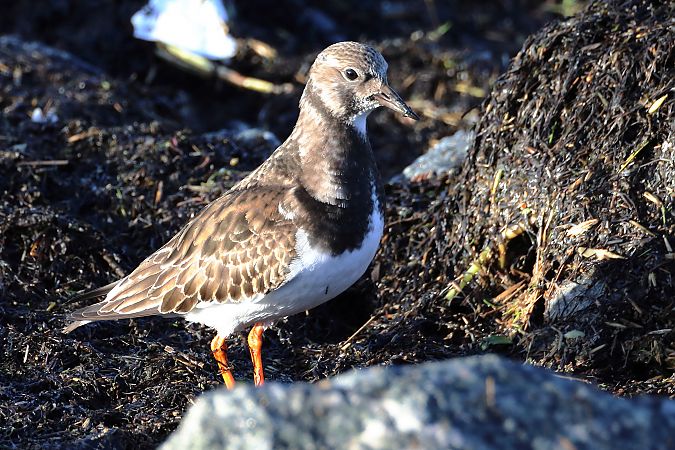 Steinwälzer  - Tetiana Lavynska