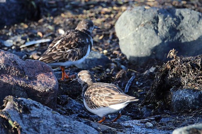 Steinwälzer  - Tetiana Lavynska