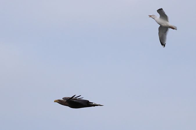 Seeadler  - Tetiana Lavynska