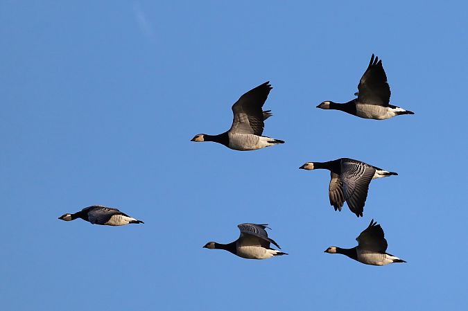 Weißwangengans (Nonnengans)  - Tetiana Lavynska
