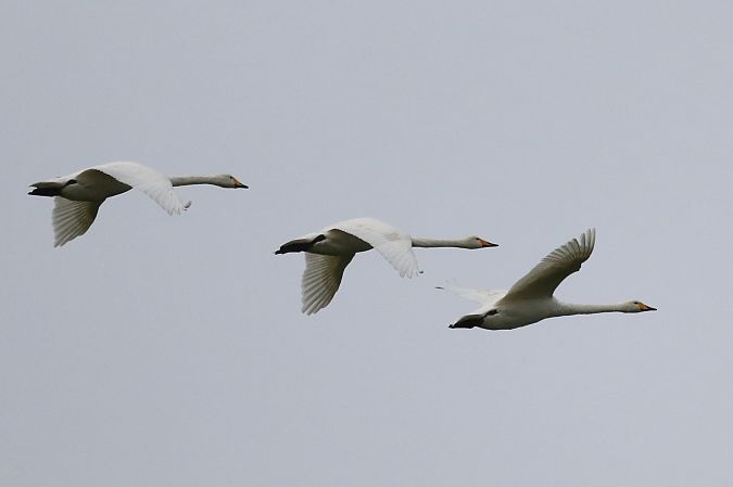 Singschwan  - Tetiana Lavynska