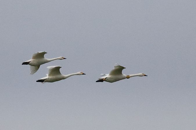 Zwergschwan  - Tetiana Lavynska