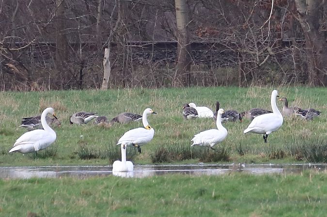 Zwergschwan  - Tetiana Lavynska