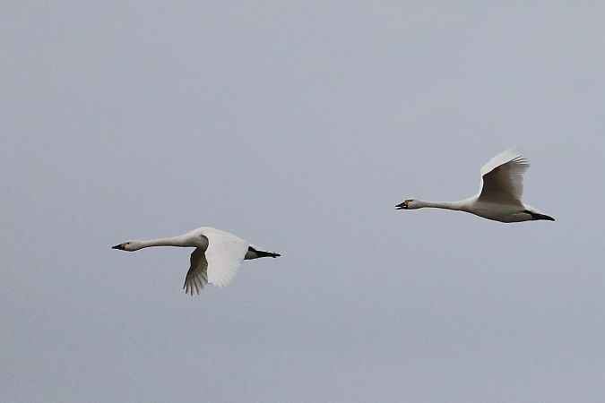 Zwergschwan  - Tetiana Lavynska