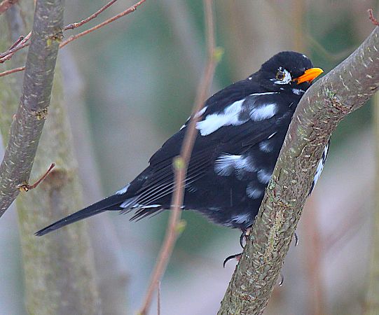 Amsel  - Helmut Rumpeltin