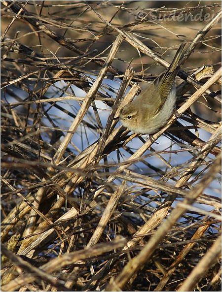 Zilpzalp (ssp. tristis), Taigazilpzalp  - Frank Sudendey