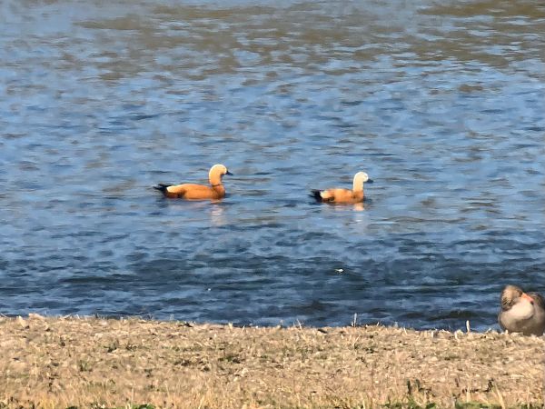 Rostgans  - Markus Güntner