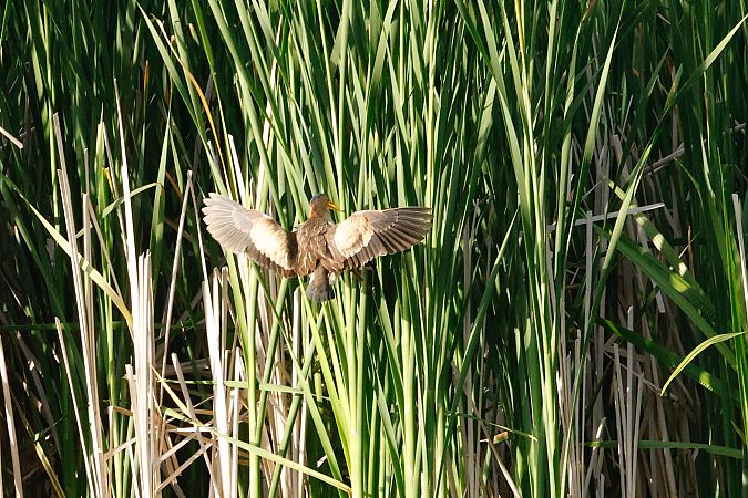Zwergdommel  - Thomas Jungbauer