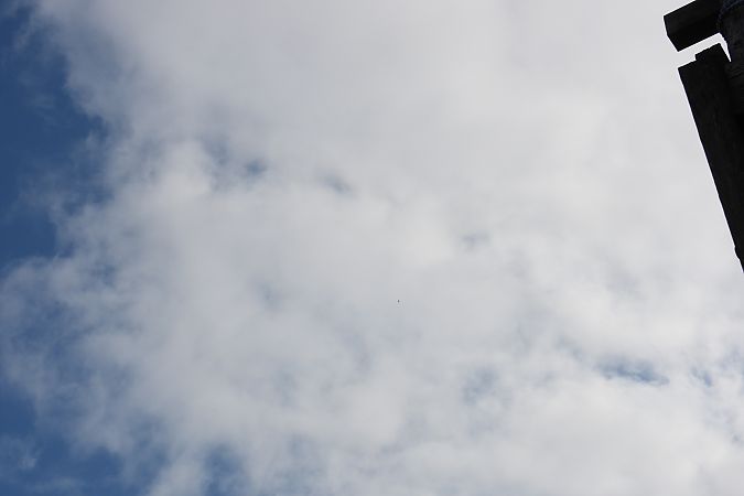 Griffon Vulture  - Mareike Espenschied