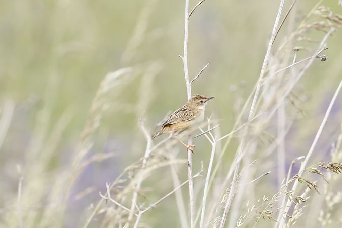 Zistensänger (Cistensänger)  - Thomas Jungbauer