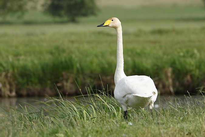 Singschwan  - Thomas Jungbauer