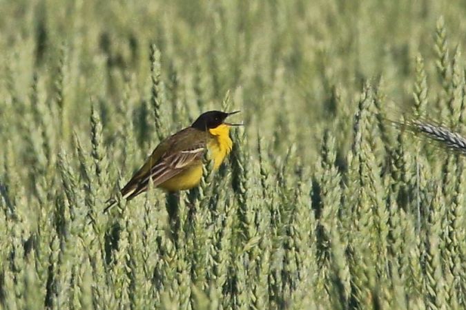 Schafstelze (ssp. feldegg), Maskenschafstelze  - Wigbert Vogeley