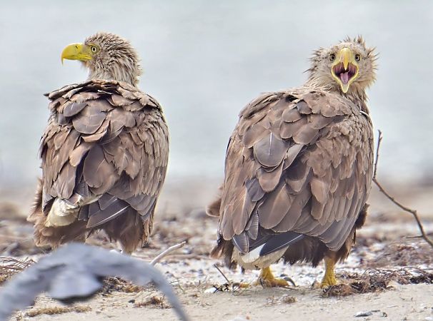 Seeadler  - Peter Hunker