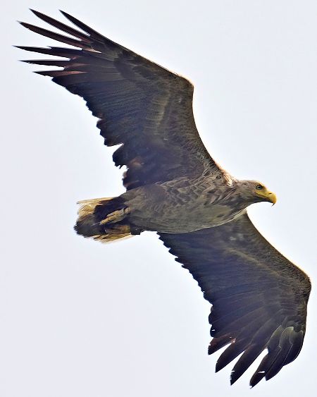Seeadler  - Peter Hunker