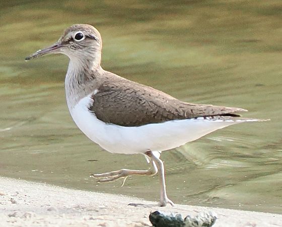 Common Sandpiper  - Andre Staron