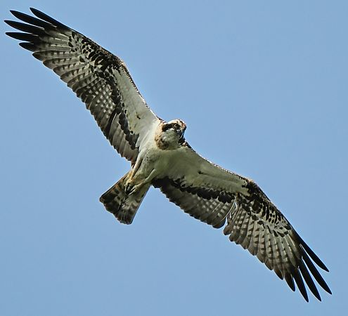 Western Osprey  - Andre Staron