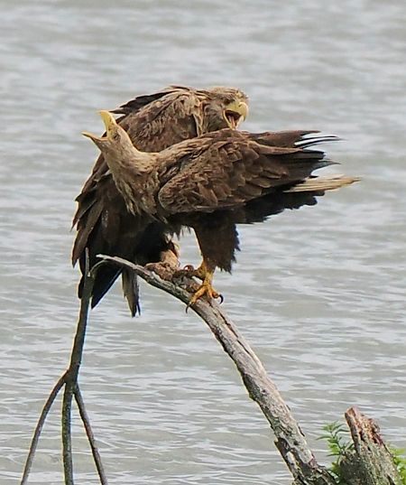 White-tailed Eagle  - Andre Staron