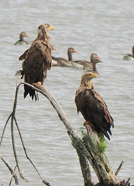 Seeadler  - Andre Staron