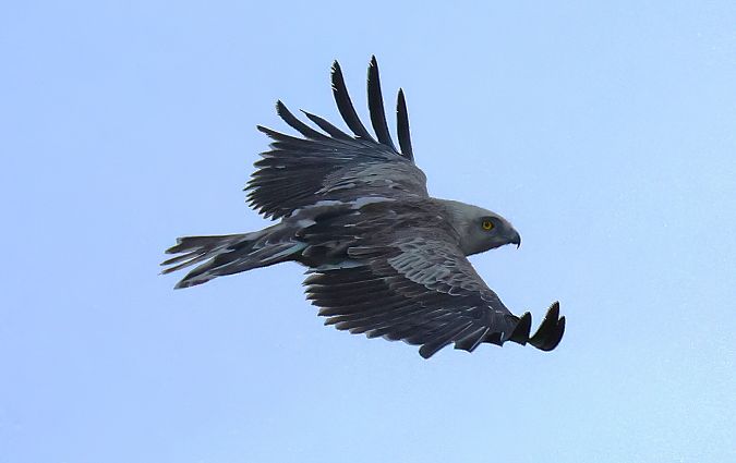 Schlangenadler  - Hagen Hunker