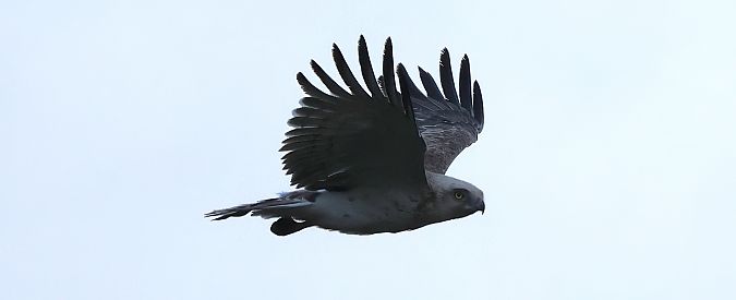 Schlangenadler  - Hagen Hunker