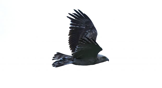 Schlangenadler  - Hagen Hunker