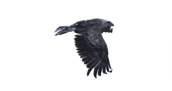 Schlangenadler  - Hagen Hunker