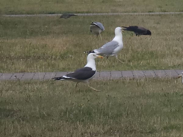 Heringsmöwe  - Emil Jantke