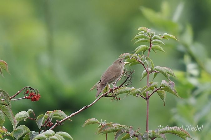 River Warbler  - Bernd Riedel