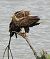 White-tailed Eagle  - Andre Staron