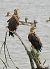 White-tailed Eagle  - Andre Staron