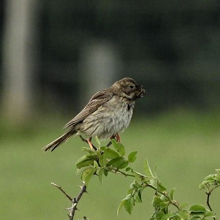 Corn Bunting  - Jürgen Forster