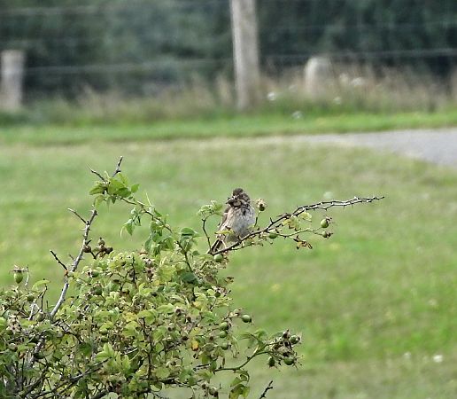 Corn Bunting  - Jürgen Forster