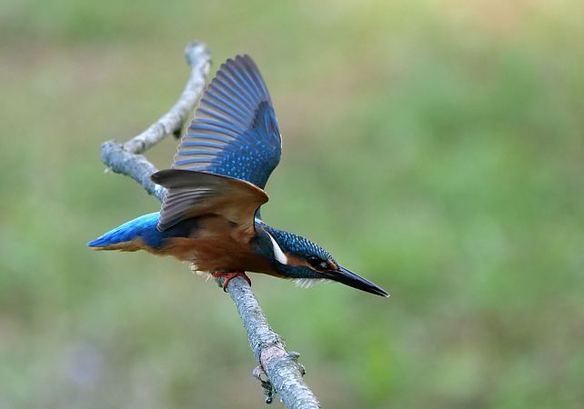 Eisvogel  - Carola Vaartjes