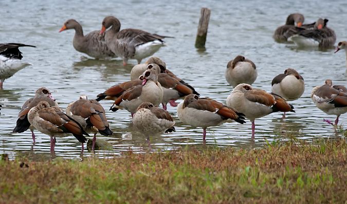 Nilgans  - Carola Vaartjes