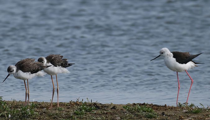 Black-winged Stilt  - Hanns-Jürgen Roland