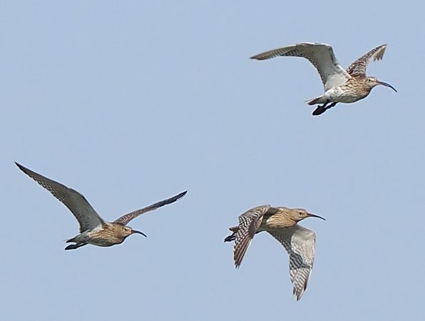 Großer Brachvogel  - Andre Staron