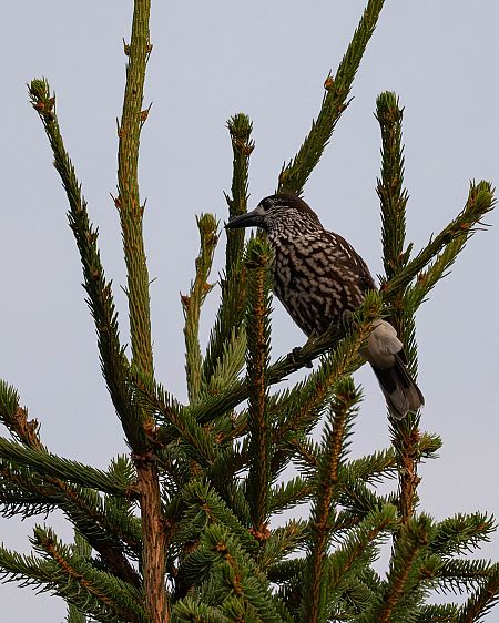 Tannenhäher  - Alexander Schille