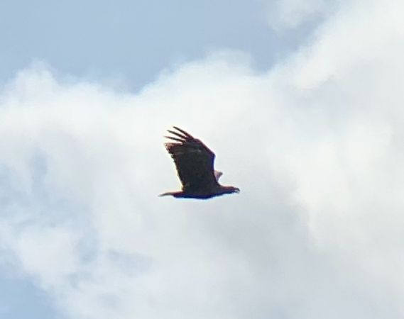 Seeadler  - Benedict Czechau