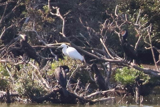 Aigrette garzette  - Jakob Kunz