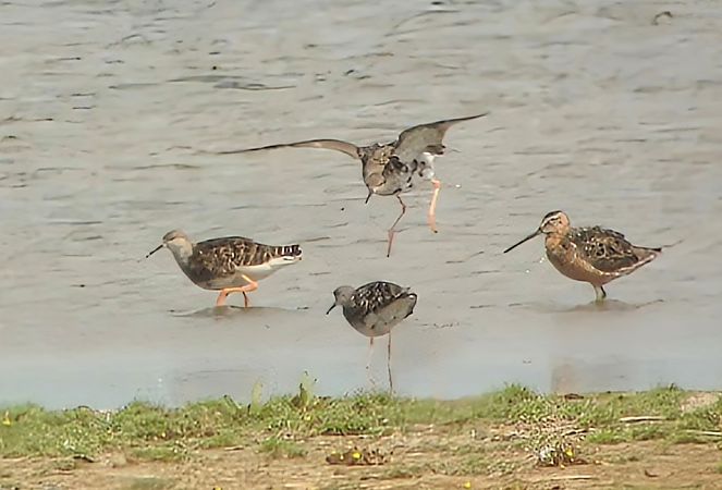 Long-billed Dowitcher  - Matthias Schleuning